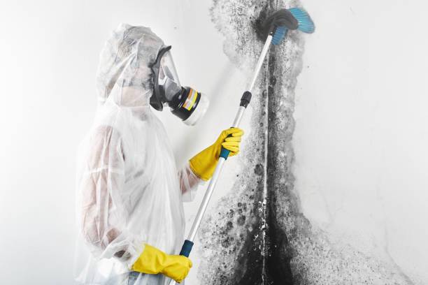 Best Attic Mold Removal  in Magnolia, AR
