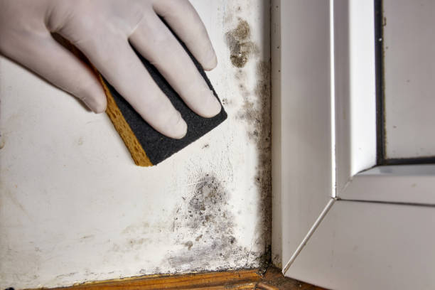 Mold Remediation for Vacation Homes in Magnolia, AR